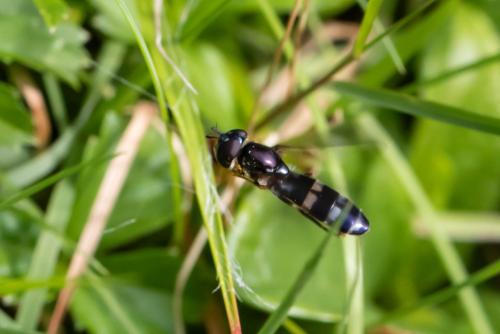 Pyrophaena rosarum